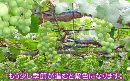 No.235 【先行予約】岩井の巨峰（令和7年産）約1.8kg