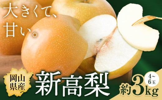 【先行予約】梨 岡山県産 新高梨 約3kg ( 4~6玉 )  株式会社藍《9月下旬-10月下旬頃出荷》 岡山県 浅口市 岡山県産 なし フルーツ 果物 くだもの ナシ 大玉 新高 送料無料【配送不可地域あり】