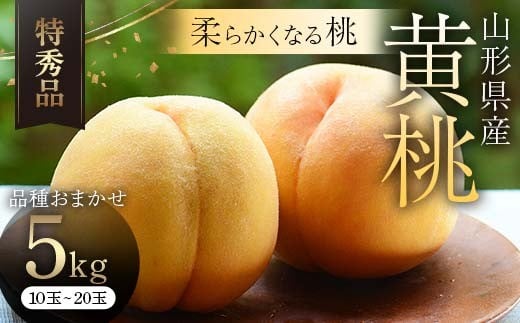 《2026年産先行受付》山形県産黄桃 5kg(10～20玉) 品種おまかせ 特秀品 もも 果物 フルーツ FSY-2521