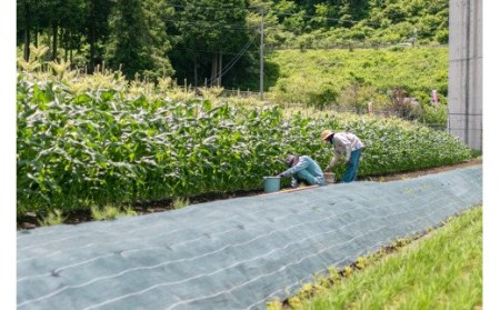 【2025年 先行予約】山梨県都留市産 ゴールドラッシュ 7本｜炭野菜 野菜 とうもろこし 間伐材 炭 肥料 SDGs 炭香ファーム　トウモロコシ　とうもろこし　甘い