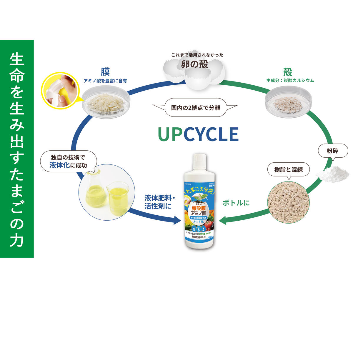 「たまごの液肥」オーガナブル 800ml (バラ・花用) 2本セット ENEGGO株式会社 肥料 有機 サステナブル 園芸 ガーデニング 果物 花 V6-3_イメージ2