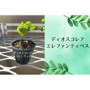 【ふるさと納税】ディオスコレアエレファンティペス実生株 1本 | 植物 プラント 雑貨 人気 おすすめ 送料無料