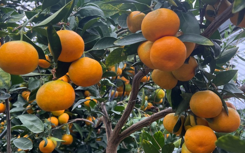 【数量限定】仲森農園の温室みかん 2.5kg 【2026年7月より順次発送予定（お届け日指定不可）】 みかん ミカン 蜜柑 温州みかん 温州ミカン 柑橘 フルーツ 果物 くだもの 産地直送 三重県 熊