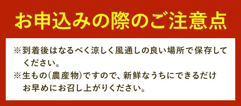 温州みかん 厳選 5kg M サイズ みかん