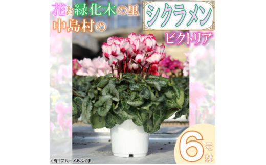 ＜先行予約＞シクラメン6号鉢(ビクトリア)　ブルーメあぶくま【1494362】