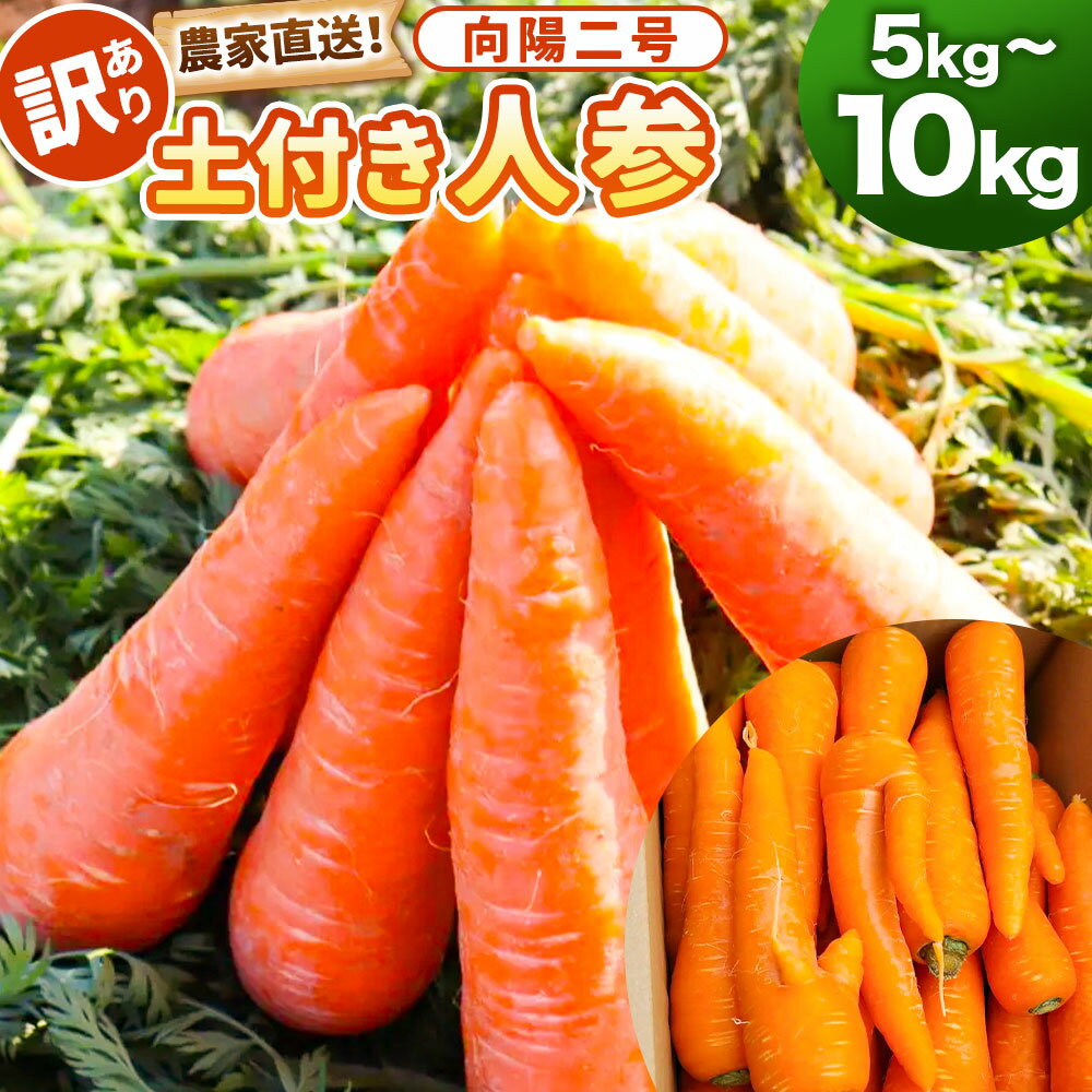 【ふるさと納税】【選べる容量】【先行予約】【訳あり】農家直送！ 土付き 人参 （向陽二） 5kg or 10kg にんじん ニンジン 西洋ニンジン 西洋人参 土付き人参 向陽二号 向陽2号 国産 野菜 鹿児島県 薩摩川内市 送料無料 【2025年12月上旬から2026年2月下旬頃発送予定】