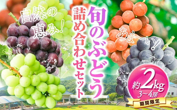 
                  3.【先行予約】旬のぶどう詰め合わせセット 1箱 約2kg 3～4房 水車の里フルーツトピア 期間限定 岡山県 矢掛町 葡萄 果物 スイーツ フルーツ デザート《9月上旬-9月末頃出荷》
                