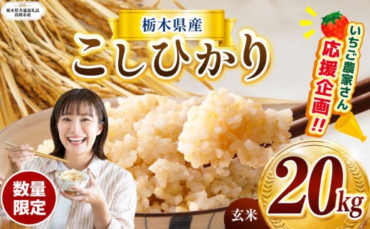 令和8年度産 新米 訳あり 定期便 数量 限定 こしひかり 玄米 約 20kg | とちぎの星 ミルキークイーン コシヒカリ 玄米 白米 ごはん おいしい  ふるさと納税 那珂川町 栃木県