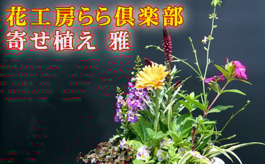 東北最大級のガーデニング専門店 厳選 『季節の寄せ植え』 【雅】 ／ 花 寄せ植え 季節 鉢植え 【花工房らら倶楽部】