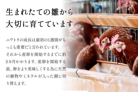 《定期便3ヶ月》 たまごの樹 純国産鶏種 卵『もみじ』76個+割れ保証4個付き（10個入×8パック）