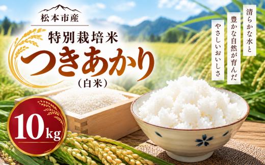 特別栽培米 つきあかり（白米）10kg | 米 国産 こめ 松本市 お米 ふるさと納税 信州 つきあかり 長野米 美味しい 松本産 ふっくら