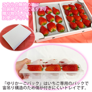 岩手県産 大粒 完熟 いちご ※品種は3種からおまかせ ／ 苺 イチゴ ストロベリー 紅ほっぺ さがほのか かおり野 おまかせ お任せ 大きい 甘い 果物 フルーツ 贈答用 プレゼント 贈り物 贈物 