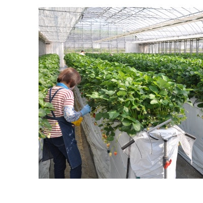 【春いちご】栃木のいちご食べ比べ!「2品種組み合わせ!」セット(260g×2パック)【配送不可地域：離島・沖縄県】