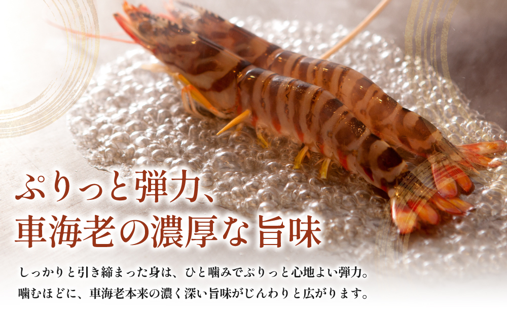 【鹿児島県産】冷凍 車海老 1.2kg （加熱用） 車エビ 車えび 海老 エビ えび 海の幸 海鮮 天ぷら エビフライ エビチリ 冷凍 博多浦マリンファーム 南さつま市