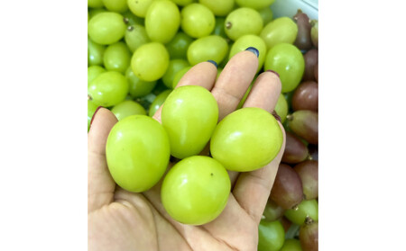 ぶどう 2026年 シャインマスカット 18粒 化粧箱 18粒  大粒厳選秀品 ギフト 贈答用 贈り物 農林大臣賞2回受賞 採りたて発送 農家直送 数量限定 新鮮    岡山 果物 フルーツ 化粧箱 贈答用 ゴールド