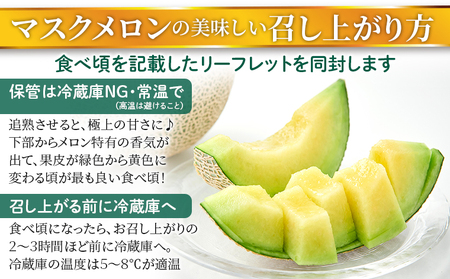 【通年栽培】純系マスクメロン１玉（化粧箱入）【５月発送分】