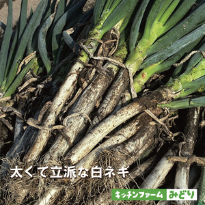 キッチンファームみどりの白ネギ LLサイズ 1kg （土付き） 006KM02N.
