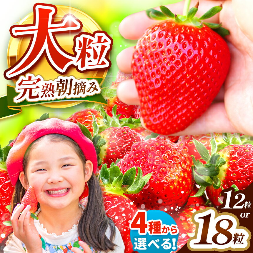 【ふるさと納税】【先行予約】【選べる品種】【選べる内容量】完全朝摘み スカイベリー とちあいか ミルキーベリー 12粒 18粒 極み ＜2026年1月から収穫・順次出荷予定＞| 大粒 プレゼント ミルキーベリー スカイベリー とちあいか いちご フルーツ 果物 栃木県 矢板市