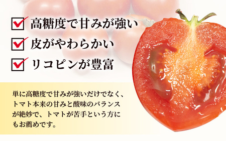 【先行予約】坂井市砂丘地のとっても甘い フルーツトマト 越のルビー 1kg 化粧箱入り 【2025年10月上旬以降順次発送】【とまと トマト フルーツトマト ミディトマト ミニトマト トマトジュース 
