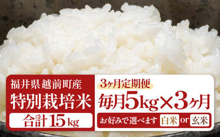 【生活応援米】定期便 ≪3ヶ月連続お届け≫令和7年産 特別栽培米5kg × 3回（計15kg）【白米】 農薬5割減 [e81-c001_01]