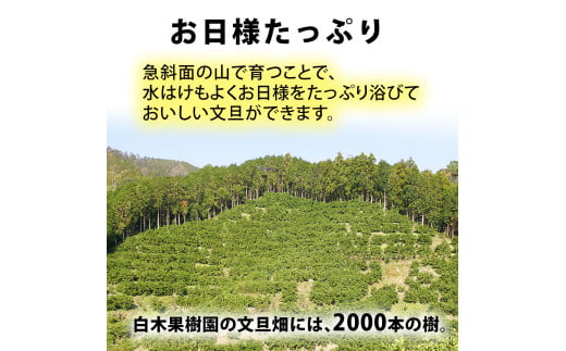 【果樹園直送】土佐文旦　4L　2個入り　1.5kg 大玉　特選品