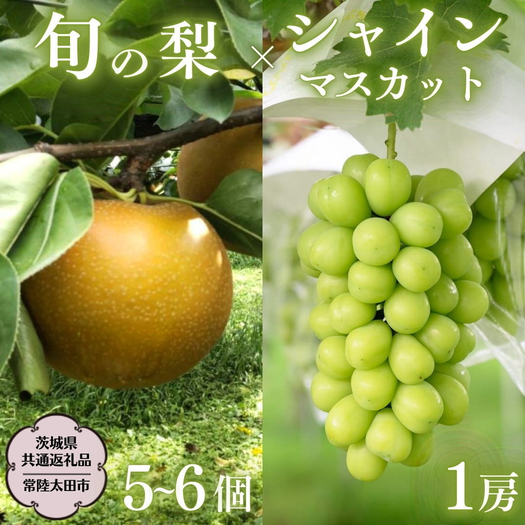 【2026年9月上旬発送開始】 茨城県産 「 シャインマスカット １房 」と「旬の 梨 」 詰め合わせ 約 3kg 【茨城県共通返礼品／常陸太田市】 桧山果樹園 農家直送 桧山果樹園 農家直送 フルーツ  甘い 直送 茨城 限定 ギフト ぶどう シャインマスカット 旬 梨 秀玉 恵水 秋月 詰め合わせ 食べ比べ 果物 [DU011sa]