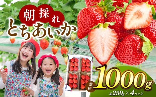 【栃木県共通返礼品】朝採れとちあいか たっぷり1,000g | いちご とちあいか 朝採れ たっぷり 大粒 新鮮 甘い 美味しい 果物 デザート 栃木県 那珂川町 送料無料