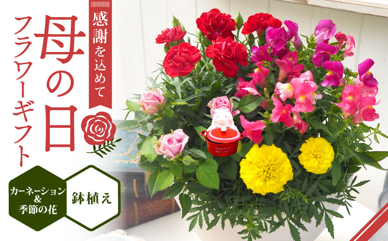 
                  【先行受付】 母の日 フラワー ギフト プレゼント 寄せ植え 鉢植え カーネーション 花 京都 久御山 贈り物 デルムンド
                
