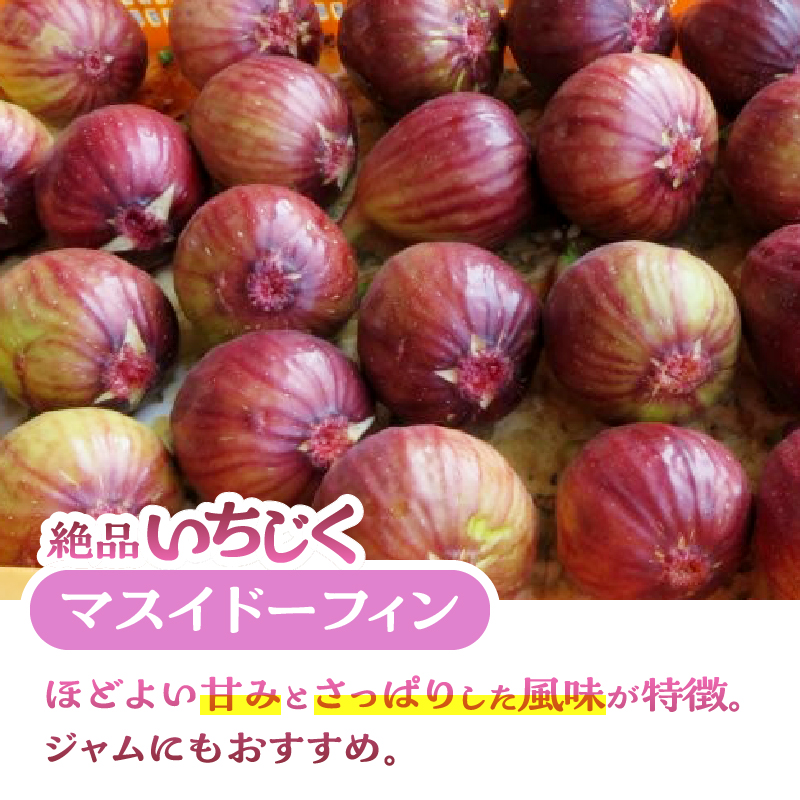 朝採り絶品いちじく（マスイドーフィン4パック） [sf001-074]