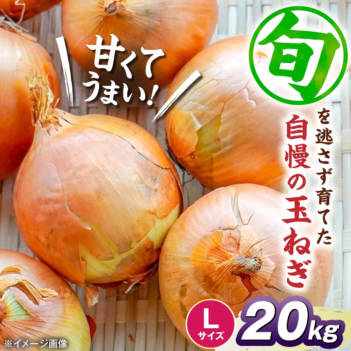 玉ねぎ20kg（Lサイズ） 滋賀県長浜市/柏本農園株式会社[AQDZ015]