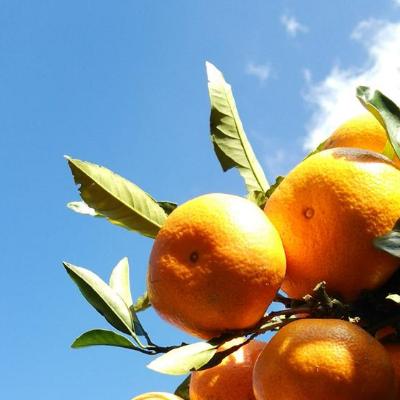 ふるさと納税 苓北町 旬のお野菜・果物セット【栽培期間中農薬・化学肥料不使用】 |  | 01