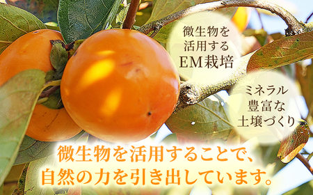 【果樹園が作る】素材の味を楽しめる 旬のジェラート 120ml×12個セット【ソルベッチdoうきは】着色料不使用 ノンホモ牛乳使用 ジェラート アイス 旬 スイーツ 詰め合わせ セット シャーベット 