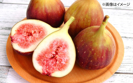 福岡県オリジナル品種　高糖度プレミアムいちじく　とよみつひめ約1.2kg／2026年9月～10月頃より発送予定[ADCF015]