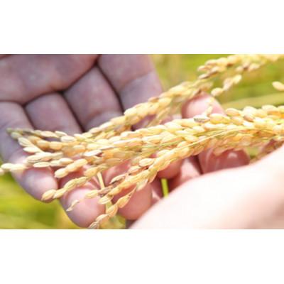 ふるさと納税 南陽市 【令和7年産】山形県産　特別栽培米　ミルキークイーン5kg(精米)(10月下旬以降)【S1549】 |  | 02