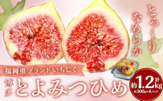 福岡県ブランド いちじく 「博多とよみつひめ」 約300g×4パック （計約1.2kg） 【2026年8月下旬～2026年10月下旬発送予定】 とよみつひめ 無花果 イチジク 果物 フルーツ 九州 福岡県 香春町 冷蔵