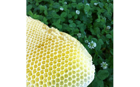 【百花蜜】天然 はちみつ 高原の恵み「山の蜜」1kg ｜ 国産 蜂蜜 愛媛県 久万高原町 純粋 100% 非加熱 無調整 採れたて 高糖度 ハニー 朝食 トースト ヨーグルト 健康食 栄養豊富 手土産
