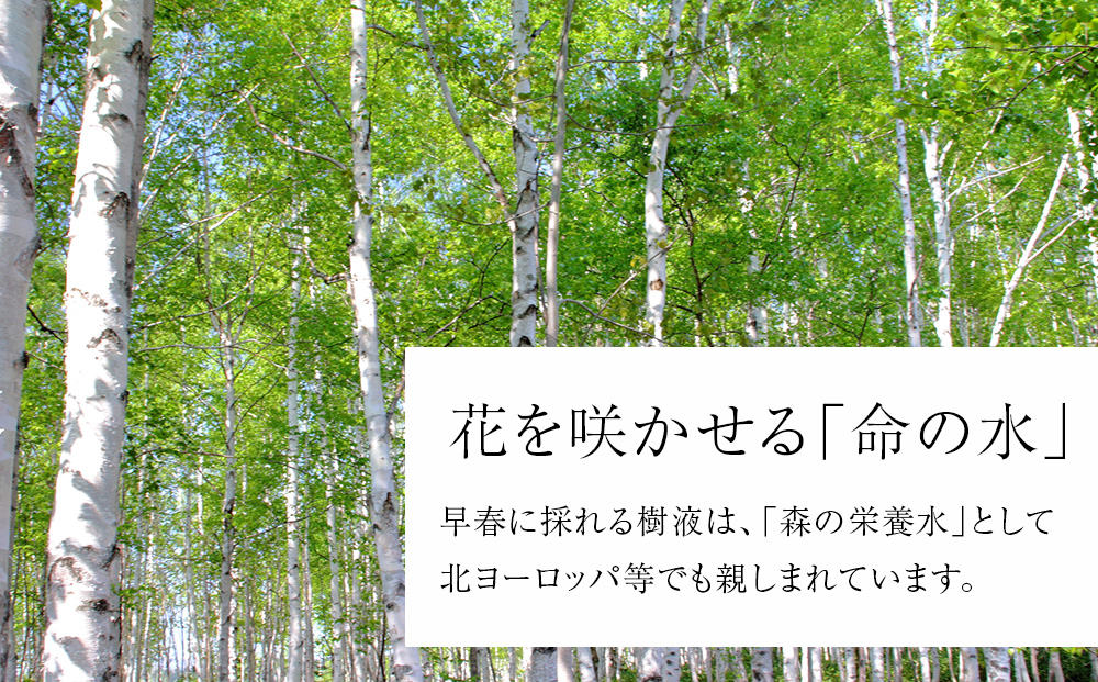 白樺樹液ソーダyadorigi（ホップとりんご）8個 北海道産 国産