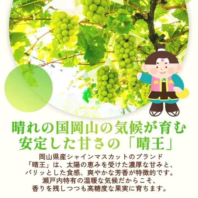 訳あり シャインマスカット 晴王 2～3房 合計1.5kg以上 ぶどう 葡萄 シャイン マスカット 岡山 岡山県産 桃太郎御一行 2026年 先行予約