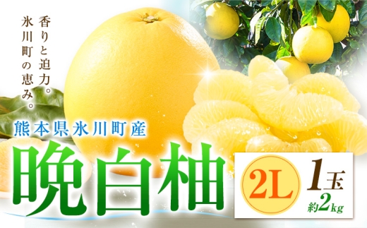 柑橘 晩白柚 2L 1玉 2kg 日本フルーツ株式会社《12月上旬-2月末頃出荷》熊本県 氷川町 ばんぺいゆ 果物 フルーツ 大玉 爽やか 甘み 酸味 香り 常温保存 柑橘類 冬 果肉 プリッ 食べ応え