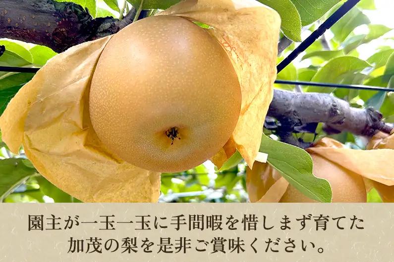 【2026年先行予約】いずみ果樹園の和梨 あきづき 約3kg（5～9玉） 《9月中旬～順次出荷》 なし ナシ 日本梨 フルーツ 果物 加茂市 いずみ果樹園