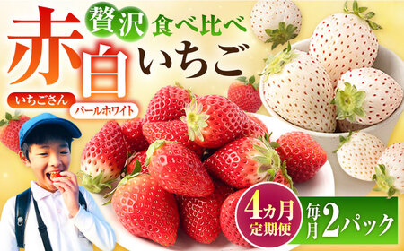 【先行予約】【4回定期便】食べ比べ！いちごさん＆パールホワイト定期便 / いちご [IBG012]