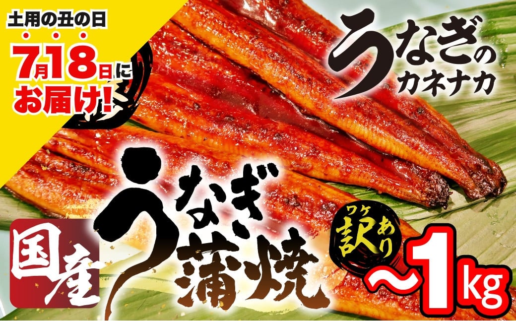 
            ≪土用の丑の日対応≫国産うなぎ蒲焼 500g~1kg 選べる 蒲焼 うなぎ 鰻 unagi ウナギ 蒲焼 訳あり 不揃い 愛知県 豊橋市
          