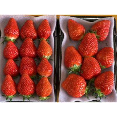 【ふるさと納税】≪先行予約≫【新品種べにたま】2パック(500g) ついに解禁!! ★2025年12月より順次発送★【配送不可地域：離島・北海道・沖縄県・中国・四国・九州】【1573597】