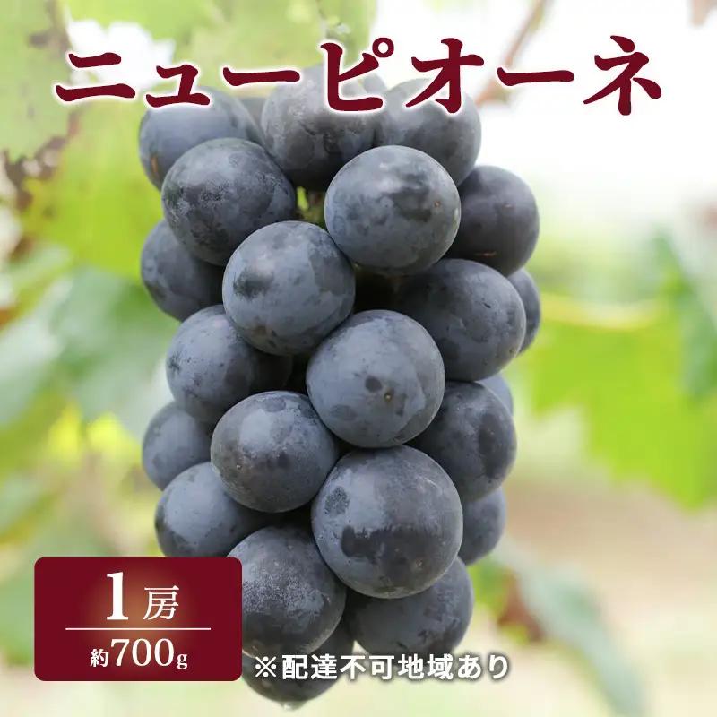 ぶどう 2026年 先行予約 特選 ニュー ピオーネ 1房 約700g 岡山県産 ピオーネ
