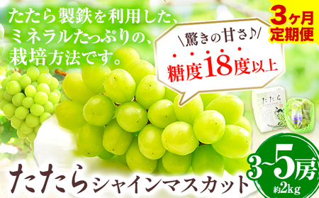 【3回定期便】シャインマスカット 約2kg《8月下旬-10月下旬頃出荷》｜シャインマスカットシャインマスカットシャインマスカット