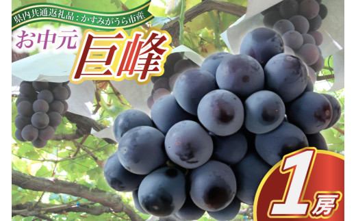 【お中元 熨斗付】 巨峰 1房 (県内共通返礼品:かすみがうら市産)  先行予約 ギフト 贈答 ぶ ぶどう ブドウ 葡萄 フルーツ 茨城 新鮮 (BR082)