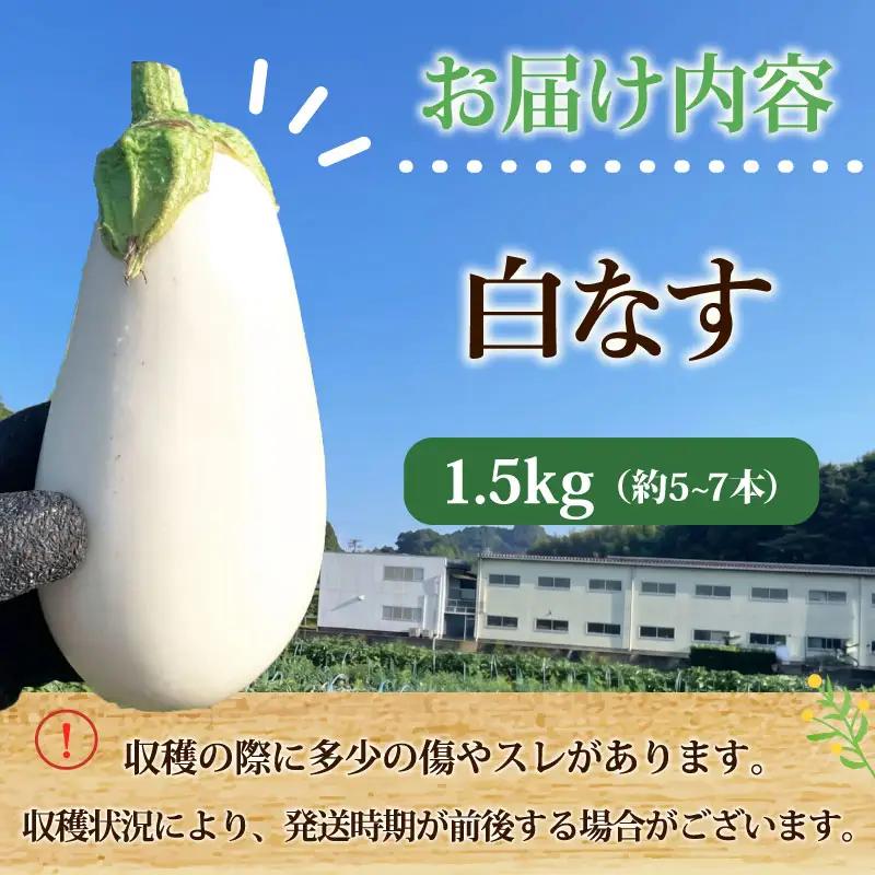 【白茄子 1.5kg 】 白ナス 1.5kg 約7本 静岡 県 牧之原市 t.p.C farm 堀内農園