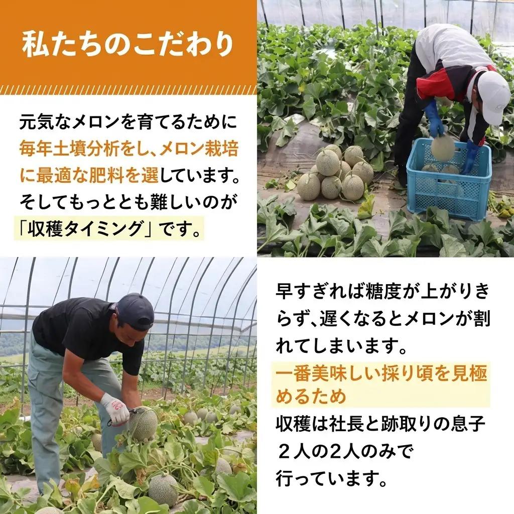 富良野メロン 夏メロン 秋メロン 中山農園 富良野メロン【計2玉】【2回定期便】[先行予約]