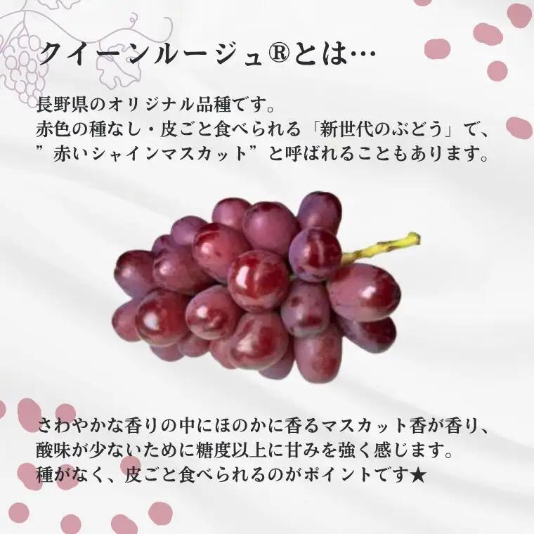 ぶどう2種セット （ナガノパープル・クイーンルージュ®） 約2kg 贈答 ／ 2026年9月中旬～10月頃 配送予定 [TK31]//長野県 南信州 種なし 葡萄 ぶどう マスカット フルーツ 果物 