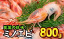 【ふるさと納税】珍味！オニエビ（ミノエビ） 800gセット 天然 鮮度抜群 漁船直送 海の上で食べる味 直送 海老 えび エビ 殻付き 有頭 生食 刺身 冷蔵 魚介類 魚貝類 海産物 おかず 産地直送 三重県産 尾鷲市 国産 人気 HA-60